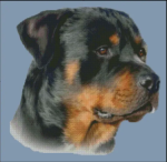 (image for) Rottweiler (No Background)